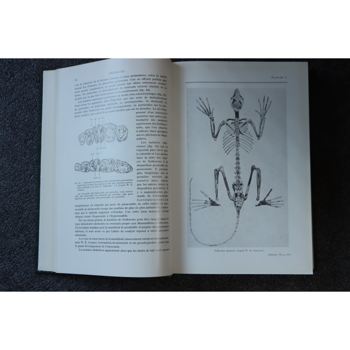 PIVETEAU: TRAITE DE PALEONTOLOGIE - TOME  VII : PRIMATE, PALEONTOLOGIE HUMAINE