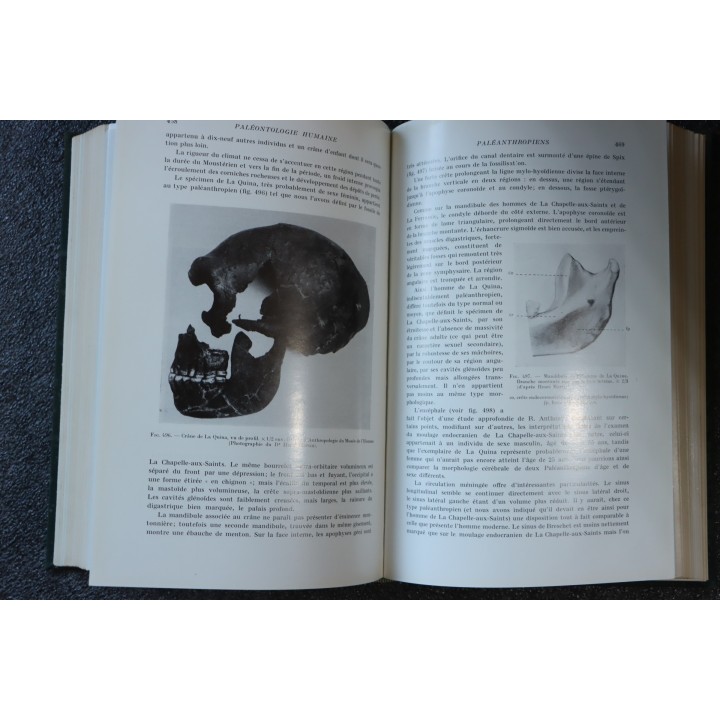 PIVETEAU: TRAITE DE PALEONTOLOGIE - TOME  VII : PRIMATE, PALEONTOLOGIE HUMAINE