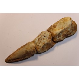 Griffe de dinosaure SPINOSAURUS AEGYPTIACUS