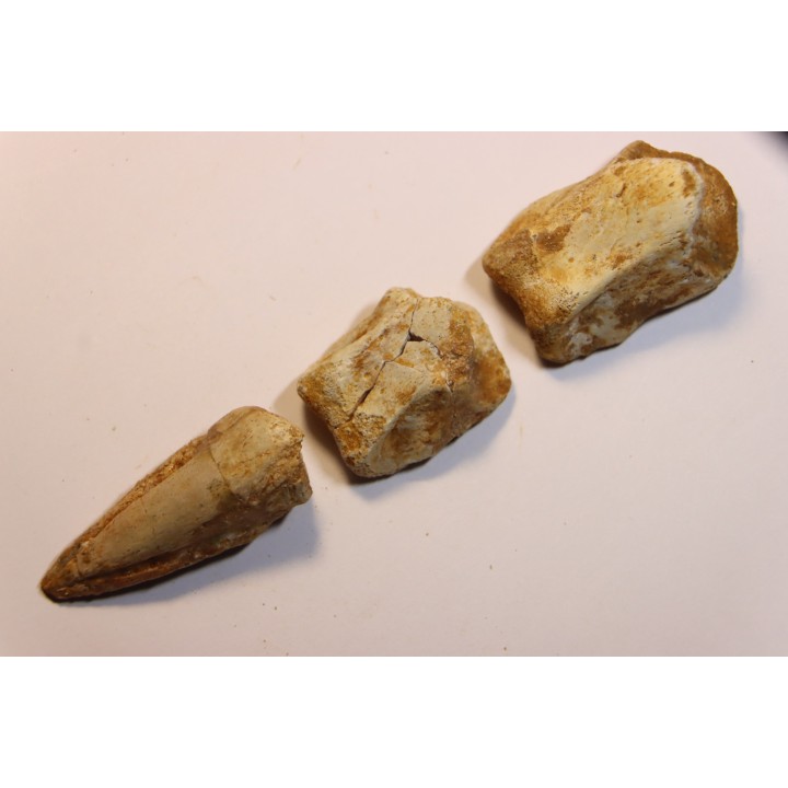 SPINOSAURUS AEGYPTIACUS CLAW