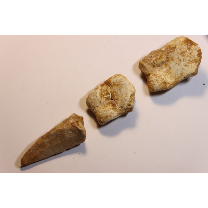 SPINOSAURUS AEGYPTIACUS CLAW
