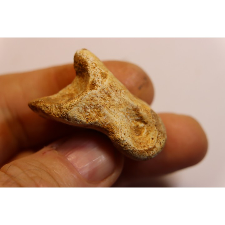Griffe de dinosaure SPINOSAURUS AEGYPTIACUS
