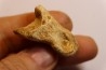 Griffe de dinosaure SPINOSAURUS AEGYPTIACUS