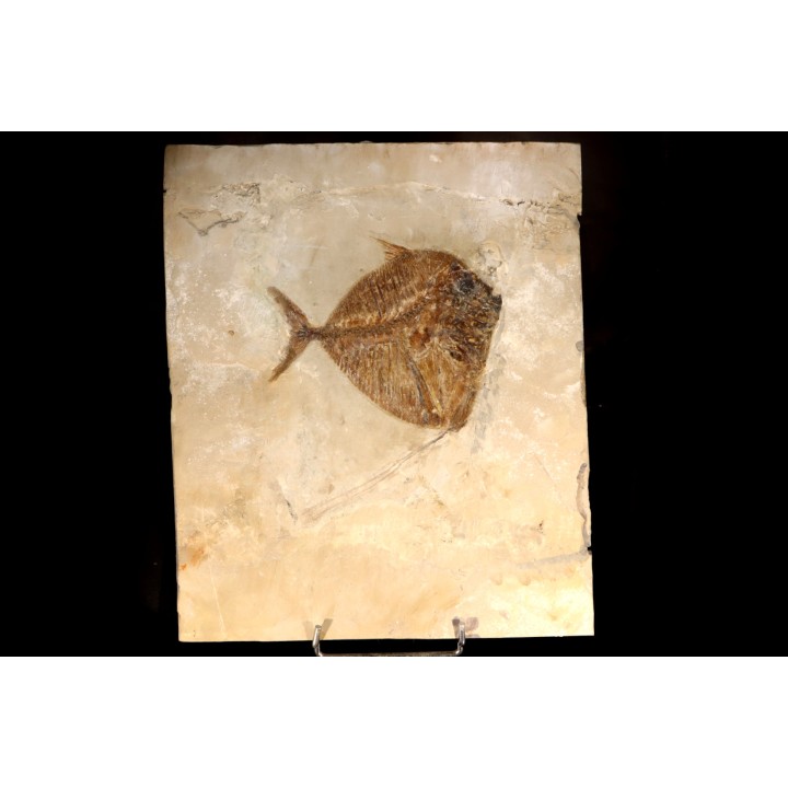 Mene rhombea - eocene -  monte bolca