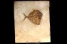 Mene rhombea - eocene -  monte bolca