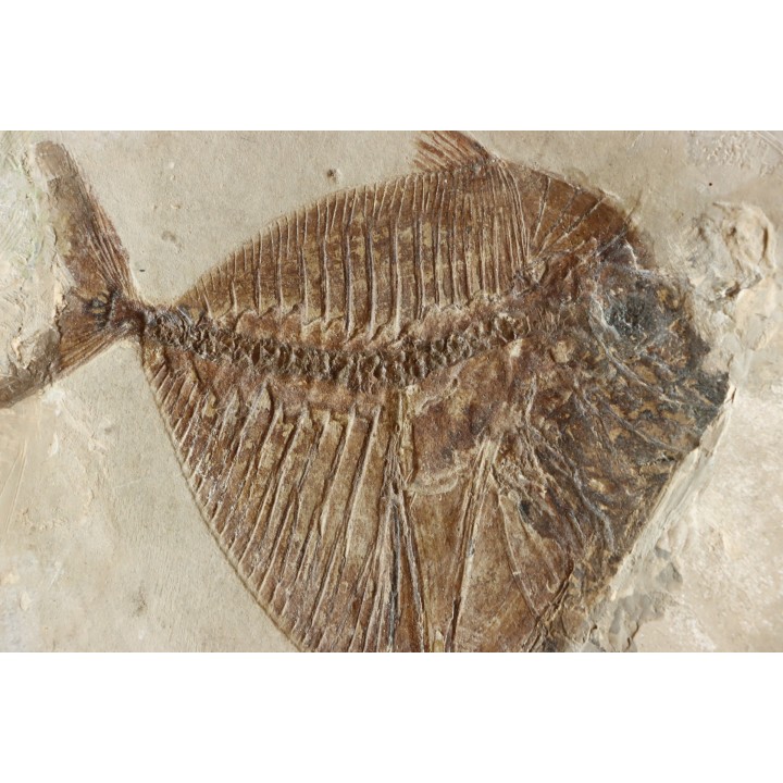 Mene rhombea - eocene -  monte bolca