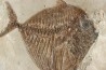 Mene rhombea - eocene -  monte bolca