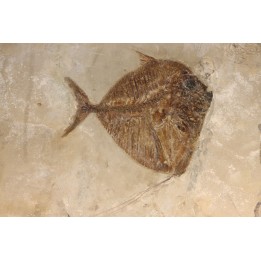 Mene rhombea - eocene -  monte bolca