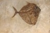 Mene rhombea - eocene -  monte bolca
