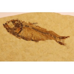 poisson fossile  GOSIUTICHTHYS PARVUS - Eocène - green river formation - Farson, Wyoming - USA
