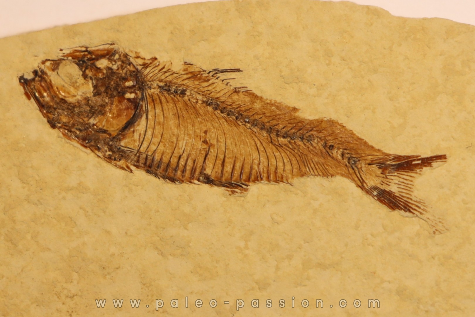 GOSIUTICHTHYS PARVUS - Eocène - green river formation - Farson, Wyoming - USA