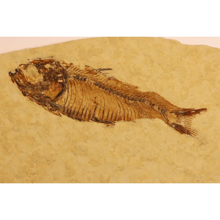 poisson fossile  GOSIUTICHTHYS PARVUS - Eocène - green river formation - Farson, Wyoming - USA