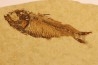 GOSIUTICHTHYS PARVUS - Eocène - green river formation - Farson, Wyoming - USA