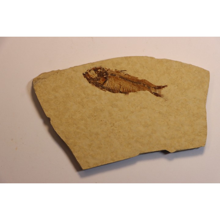 poisson fossile  GOSIUTICHTHYS PARVUS - Eocène - green river formation - Farson, Wyoming - USA