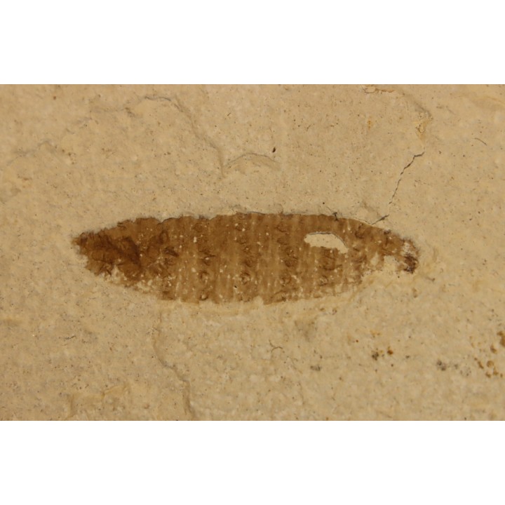 fly larva Oestridae:  Lithophypoderma sp. - éocène - green river fmt - Uintah county, Utah - USA