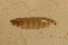 fly larva Oestridae:  Lithophypoderma sp. - éocène - green river fmt - Uintah county, Utah - USA
