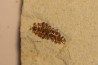 larve d'insecte Oestridae:  Lithophypoderma sp. - éocène - green river fmt - Uintah county, Utah - USA
