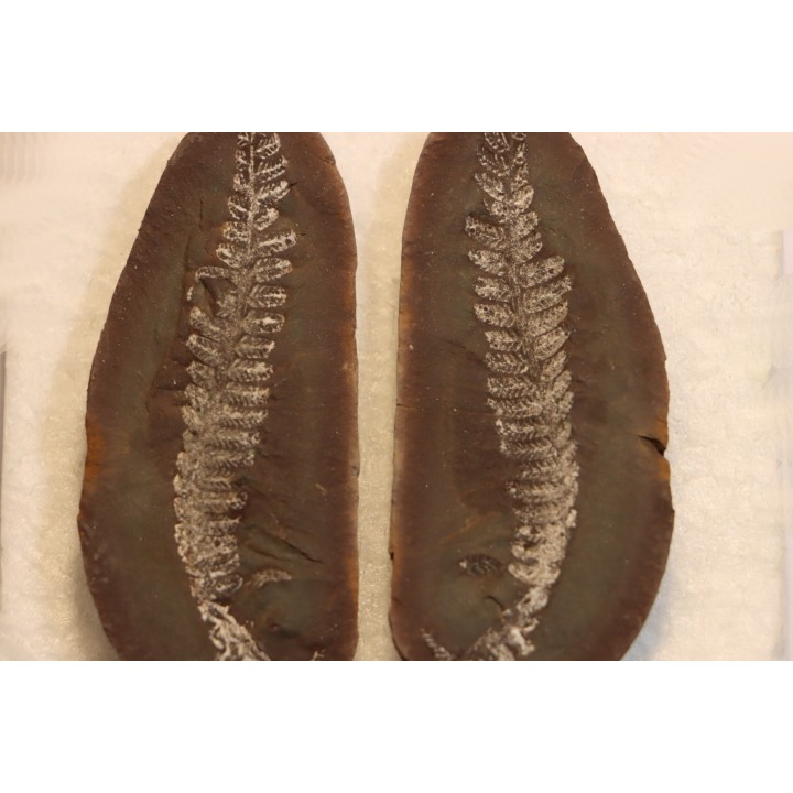 Nodule de fougère: PECOPTERIS VILLOSA - carbonifère - Mazon creek - USA