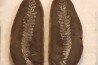 Nodule de fougère: PECOPTERIS VILLOSA - carbonifère - Mazon creek - USA