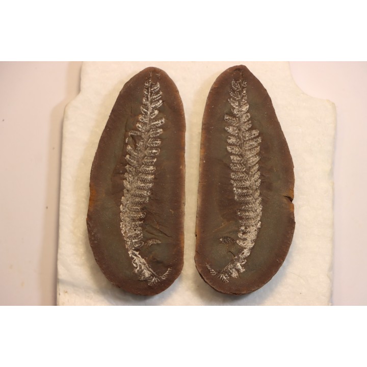 Nodule de fougère: PECOPTERIS VILLOSA - carbonifère - Mazon creek - USA