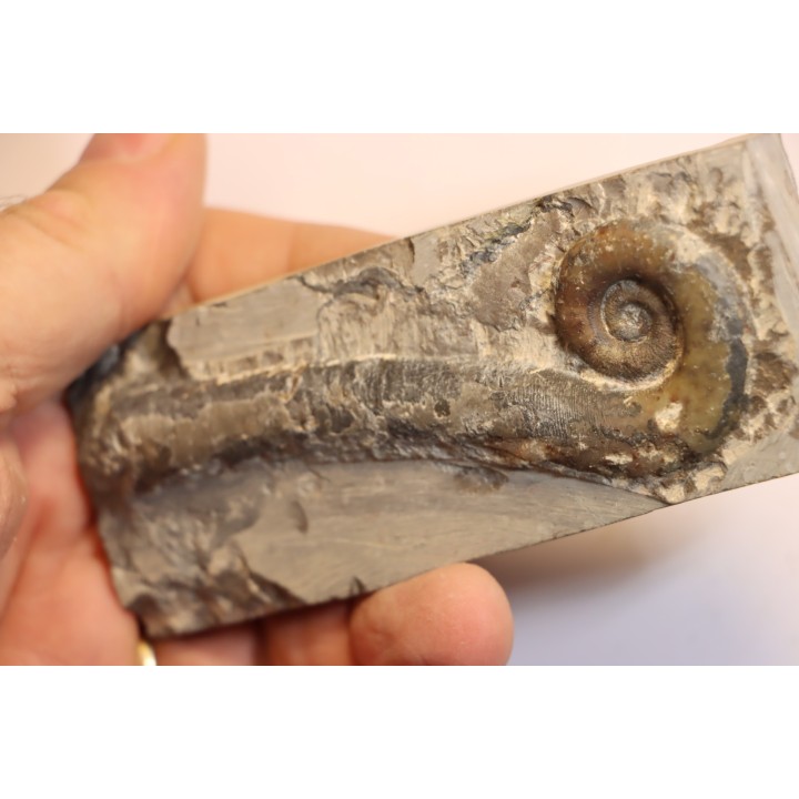 TRILACINOCERAS HUNANENSE  Ordovicien  Hunan, CHINE