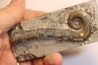 TRILACINOCERAS HUNANENSE  Ordovicien  Hunan, CHINE