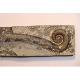 TRILACINOCERAS HUNANENSE  Ordovician  Hunan, CHINA