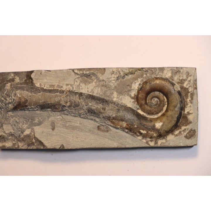 TRILACINOCERAS HUNANENSE  Ordovicien  Hunan, CHINE