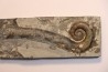 TRILACINOCERAS HUNANENSE  Ordovicien  Hunan, CHINE