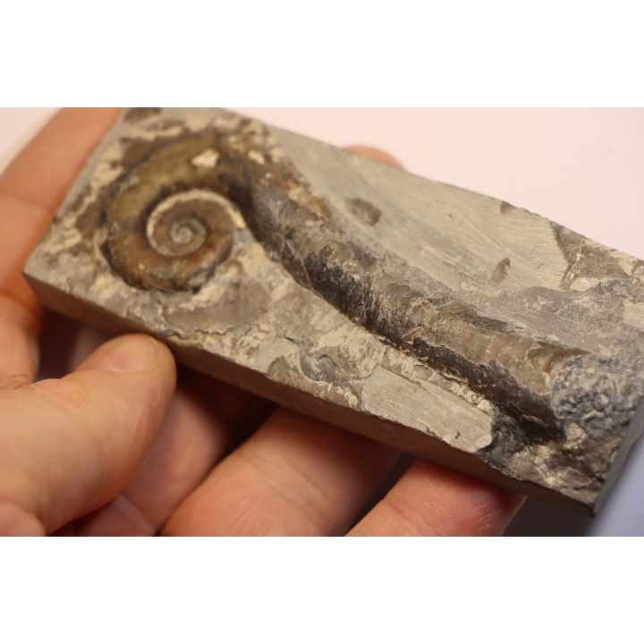 TRILACINOCERAS HUNANENSE  Ordovician  Hunan, CHINA