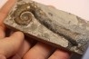 TRILACINOCERAS HUNANENSE  Ordovicien  Hunan, CHINE