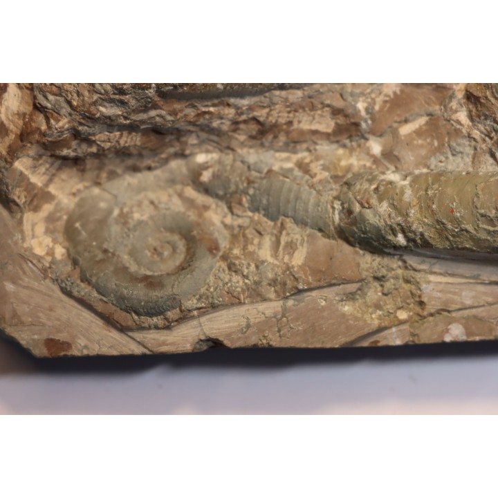 TRILACINOCERAS HUNANENSE  Ordovicien  Hunan, CHINE