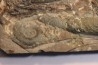 TRILACINOCERAS HUNANENSE  Ordovicien  Hunan, CHINE