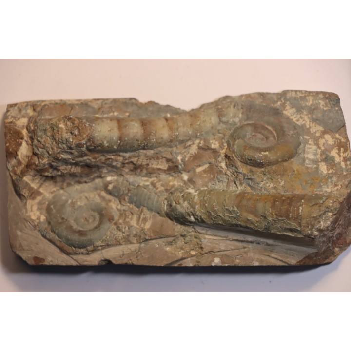 TRILACINOCERAS HUNANENSE  Ordovician  Hunan, CHINA