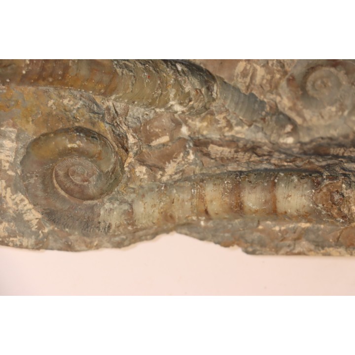 TRILACINOCERAS HUNANENSE  Ordovicien  Hunan, CHINE