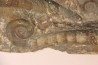 TRILACINOCERAS HUNANENSE  Ordovician  Hunan, CHINA