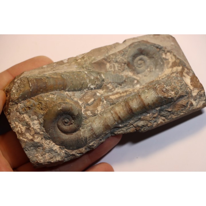 TRILACINOCERAS HUNANENSE  Ordovician  Hunan, CHINA