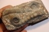 TRILACINOCERAS HUNANENSE  Ordovicien  Hunan, CHINE