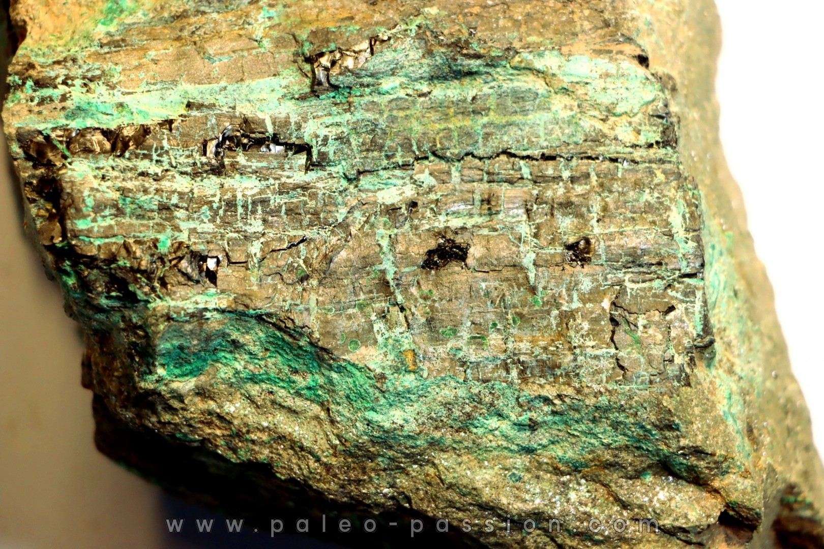fossil wood with MALACHITE and CHRYSOCOLLA - Lower Jurassic - Suffield, connecticut, USA