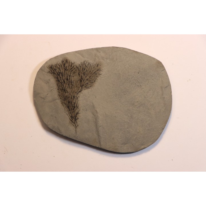 Graptolithes  dictyonema retiforme (Hall, 1852)  Silurian  Rodchester shale  Middleport, New York