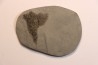 Graptolithes  dictyonema retiforme (Hall, 1852)  Silurian  Rodchester shale  Middleport, New York
