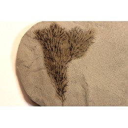 Graptolithes  dictyonema retiforme (Hall, 1852)  Silurian  Rodchester shale  Middleport, New York