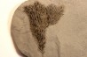 Graptolithes dictyonema retiforme (Hall, 1852) - Silurien - Rodchester shale - Middleport, New York