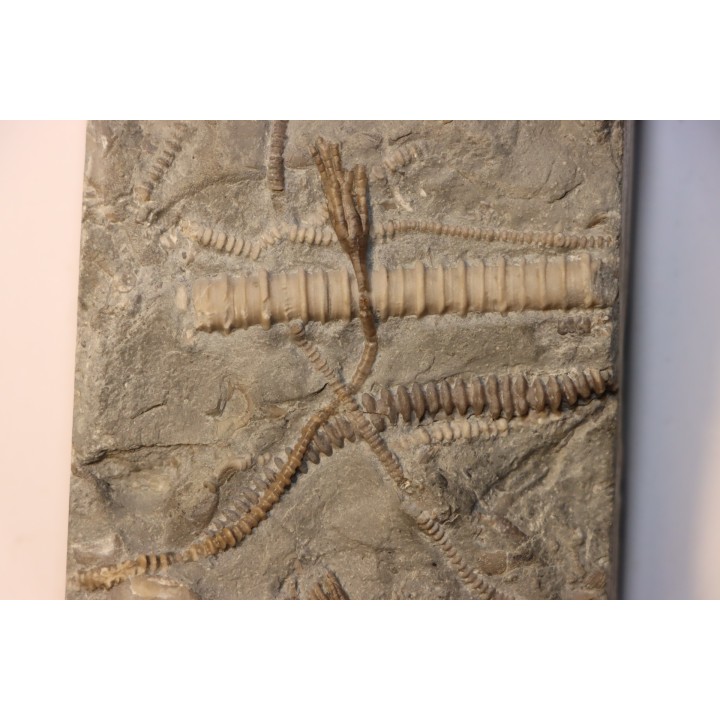 encrine:  HETEROCRINUS   middle ordovicien  Bobcaygnon formation  Simcoe, ontario, CANADA