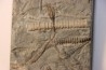 encrine: HETEROCRINUS middle ordovicien Bobcaygnon formation Simcoe, ontario, CANADA