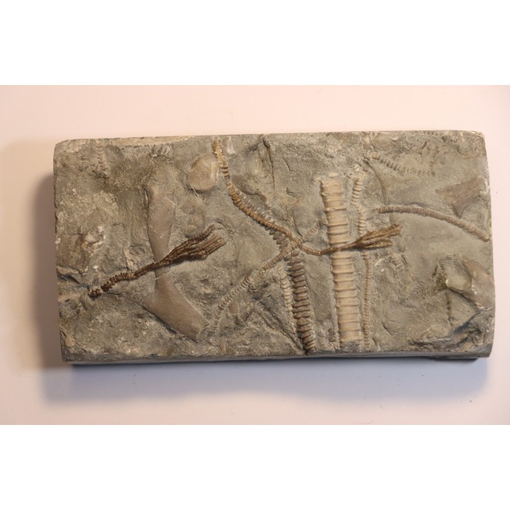 encrine:  HETEROCRINUS   middle ordovicien  Bobcaygnon formation  Simcoe, ontario, CANADA