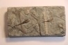 encrine: HETEROCRINUS middle ordovicien Bobcaygnon formation Simcoe, ontario, CANADA