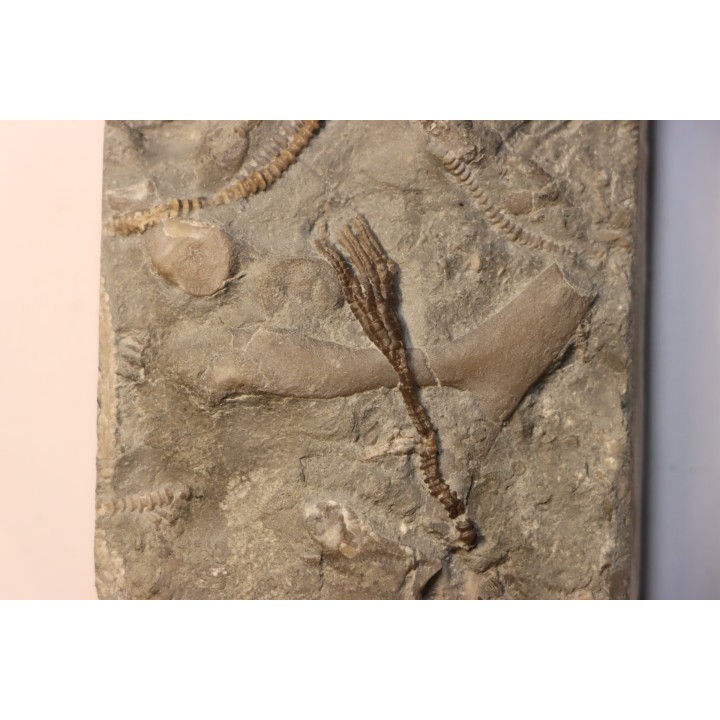 encrine:  HETEROCRINUS   middle ordovicien  Bobcaygnon formation  Simcoe, ontario, CANADA