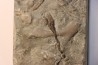 encrine: HETEROCRINUS middle ordovicien Bobcaygnon formation Simcoe, ontario, CANADA