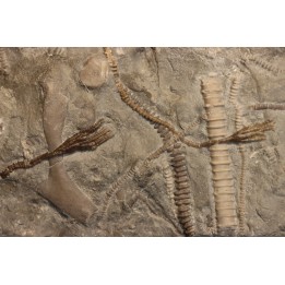encrine:  HETEROCRINUS   middle ordovicien  Bobcaygnon formation  Simcoe, ontario, CANADA